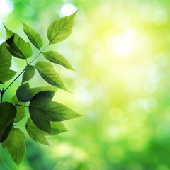 Fototapeta na wymiar Zielone liście w lesie