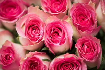 Nice roses in celebration concept