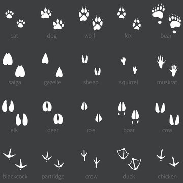Vector set of 20 white animal footprints icon