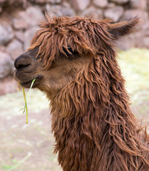 Peruvian  Llama. Farm of llama,alpaca,Vicuna in Peru, America