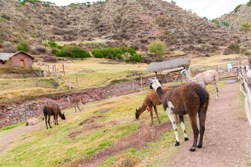 Peruvian  Llama. Farm of llama,alpaca,Vicuna in Peru,America.