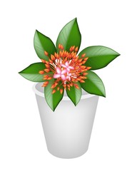 Fresh Red Ixora Flowers in Flower Pot