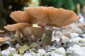 Mushrooms between stones