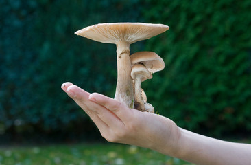 Mushroom in hand