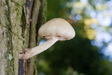 White mushroom on tree