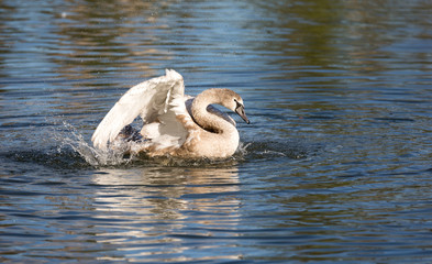 Jeune cygne qui se nettoie