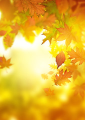 Autumn Falling Leaves © James Thew