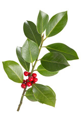 Holly leaves and berries