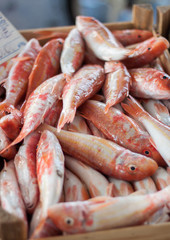 Fresh fish at fish market