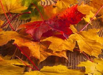 colored leaves on wood , autumn background