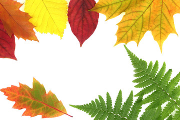 Autumn forest texture