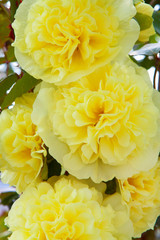 Yellow Stock mallows in the summer garden. 