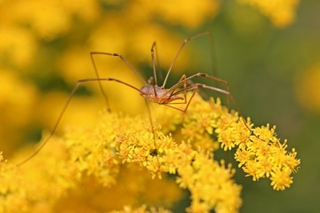 	Männlicher Gemeiner Weberknecht(Phalangium opilio) auf Goldrute