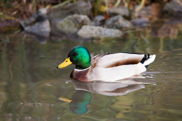 Obraz premium Schwimmende Stockente 