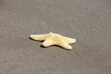 Seestern - Asterias rubens - am Sandstrand