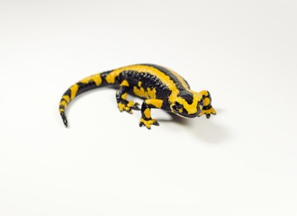 Salamander