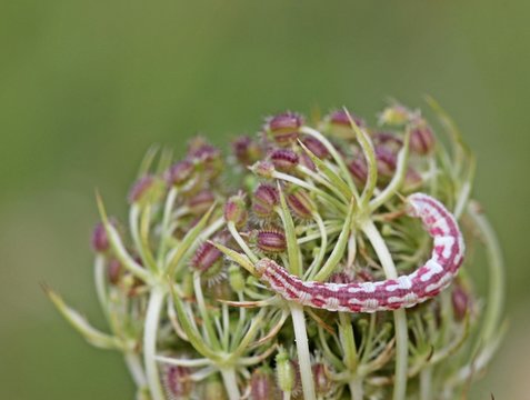 Raupe des Mondfleckigen Bl&uuml;tenspanners (Eupithecia centaureata)