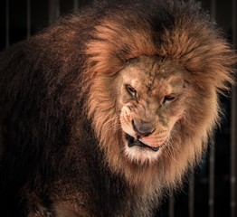 Close-up shot of roaring lion © Nejron Photo