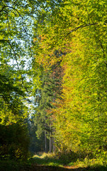 Path crossing autumnal stand of Bialowieza Forest