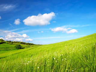 Fototapeta premium Field and cloudy sky in the summer time.