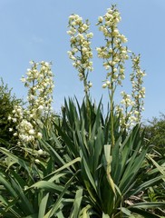 Fototapeta premium yucca filamentosa