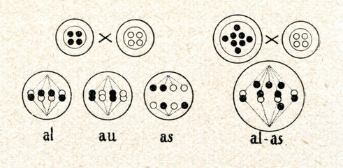 Chromosome conjugation - allosyndesis, autosyndesis, asyndesis