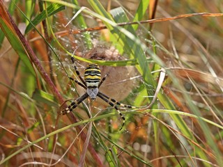 Wespenspinne (Argiope bruennichi) mit Kokon