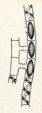 Sexual Conjugation Of Spirogyra Lagerheimii