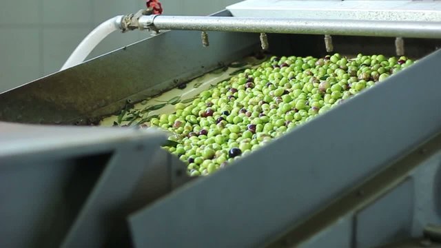 Olio di oliva Processo di produzione al rullo trasportatore