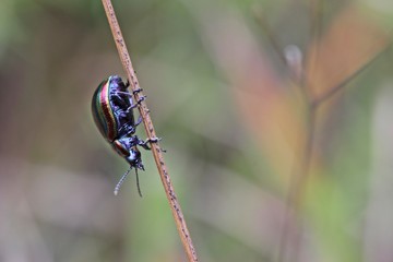 Regenbogen-Blattkäfer (Chrysolina cerealis) © Schmutzler-Schaub