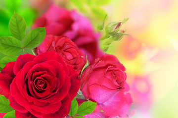 a bouquet of red roses on a soft background