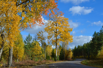 Fall aspens