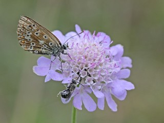 Silbergrüner Bläuling  und Wildbiene auf Tauben-Skabiose