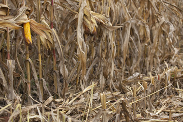 Ripe corn ear at corn field during harvest © oticki