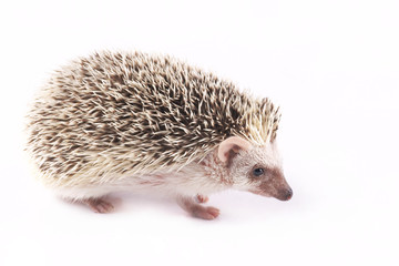 African Pygmy Hedgehogs (Atelerix albiventris)