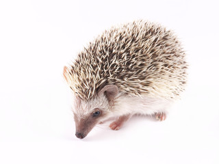 African Pygmy Hedgehogs (Atelerix albiventris)