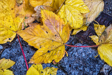 Herbstblätter auf der Straße.