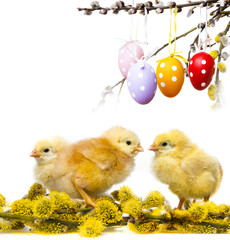 spring chickens and spring branch
