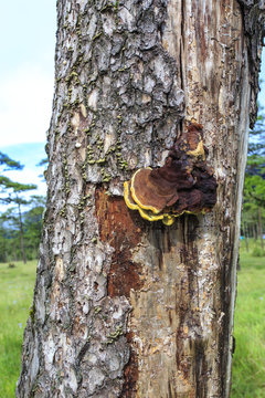 close up mushroom on tree at Phusoidao mountain.