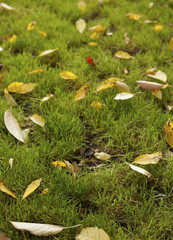 Fallen leafs of green grass lawn