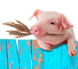 Pig chews natural food. Ears of wheat. comic collage © yevgeniy11