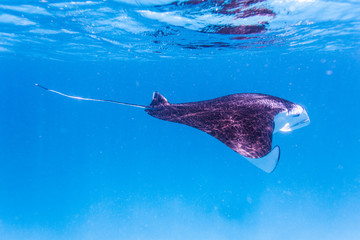 Manta ray