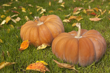 Fototapeta premium Two pumpkins on green gras with fallen leafs