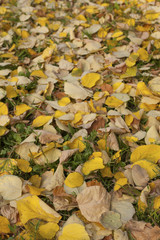 Linden leafst fallen on grean grass at autumn