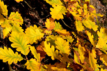 autumn oak leaves