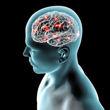 Cervello neuroni sinapsi