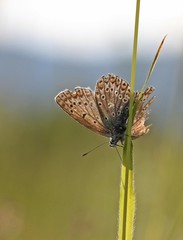 Weiblicher Hauhechel-Bläuling (Polyommatus icarus)