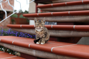 Kotek mały na schodach.