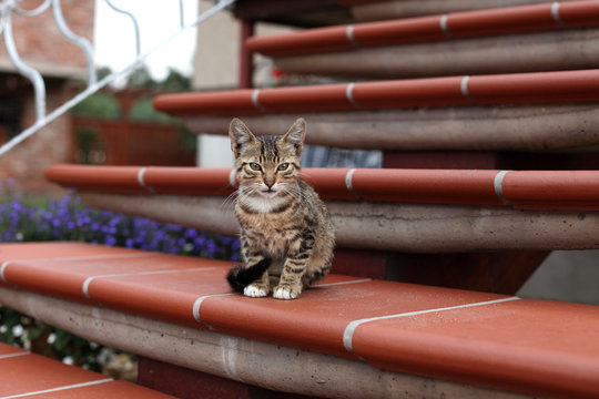 Fototapeta Kotek mały na schodach.