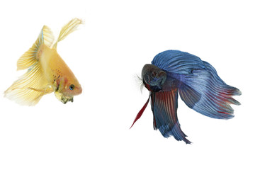 Fototapeta premium betta fish couple